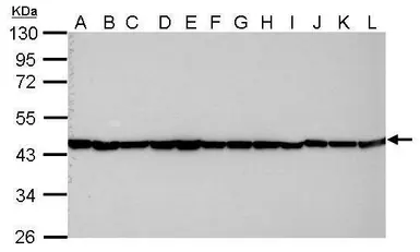 Anti-beta Actin antibody used in Western Blot (WB). GTX109639